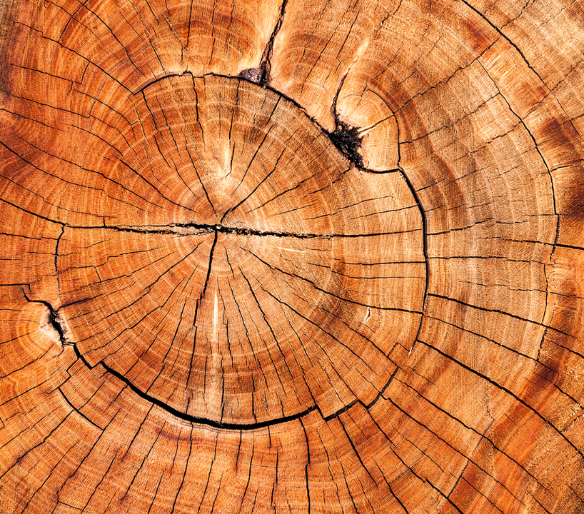 Cedarwood & Lavender Holistic Balm