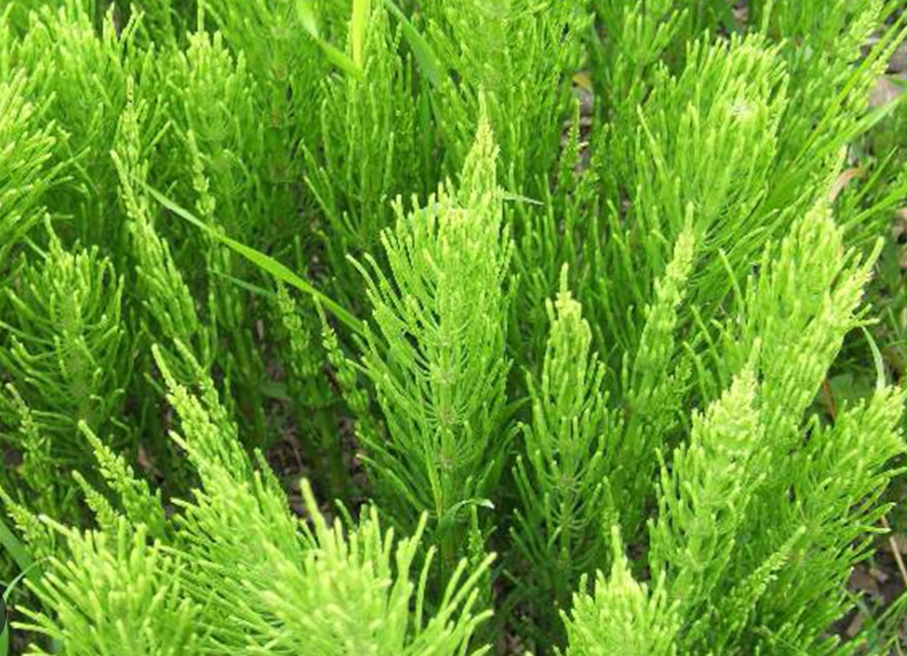 Holy Grail Ingredient: Horsetail