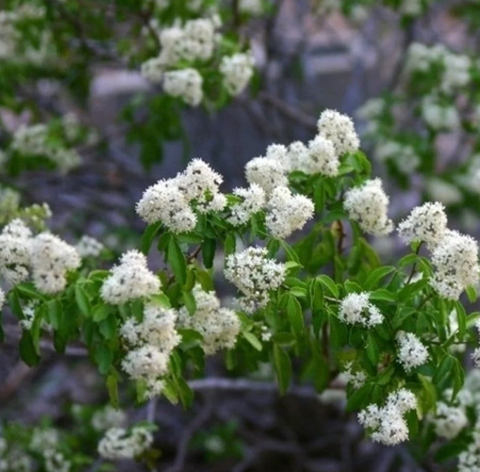 Amyris Holistic Balm