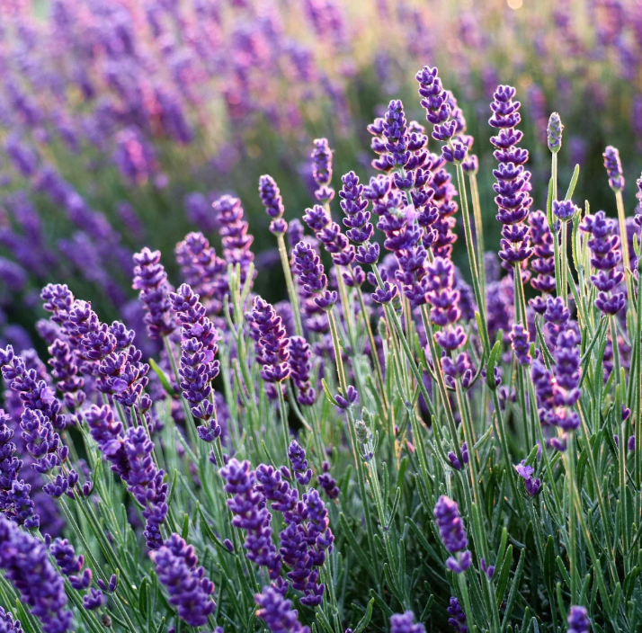 Cedarwood & Lavender Holistic Balm